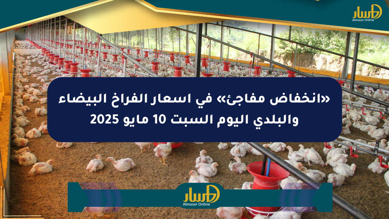 «انخفاض مفاجئ» في أسعار الفراخ البيضاء والبلدي اليوم السبت 10 مايو 2025